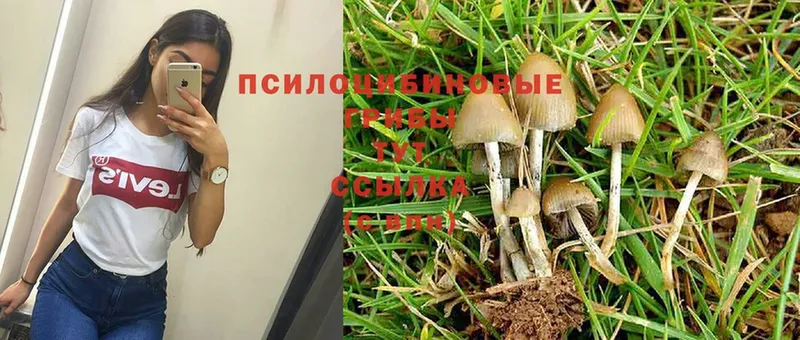 Псилоцибиновые грибы Psilocybe  цены наркотик  Унеча 